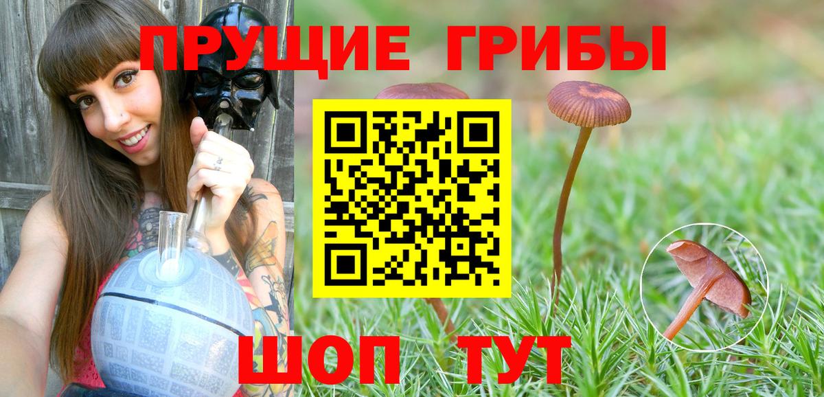 Курчатов  Псилоцибиновые грибы Psilocybine cubensis  Вход с VPN 